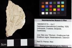 Foto (Objket + Etiketten) von Gastrosacus tuberosiformis (Lorenthey, 1929) 